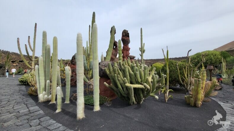  jardín cactus Lanzarote