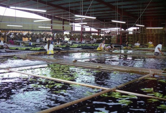 platanos honduras
