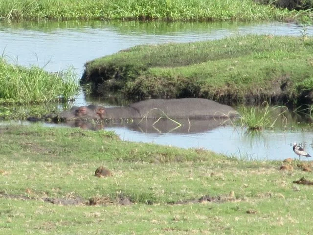 chobe safari