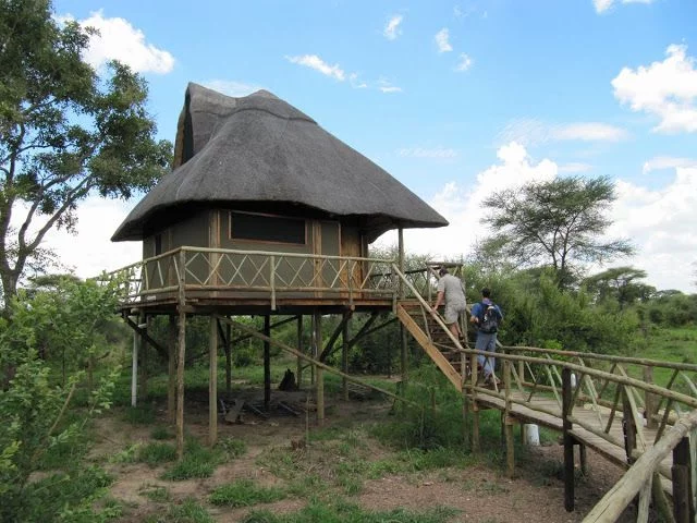 safari africa