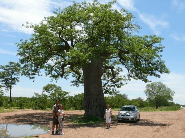 baobab