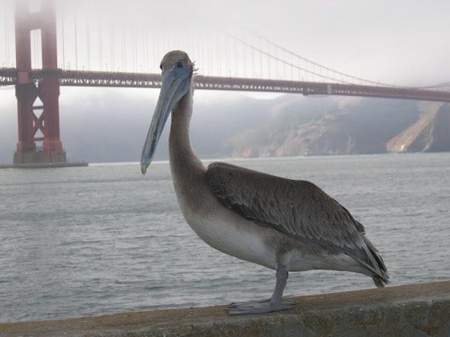 Pelícano en viaje a la Costa Oeste de Estados Unidos