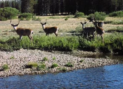 Tuolumne Meadows