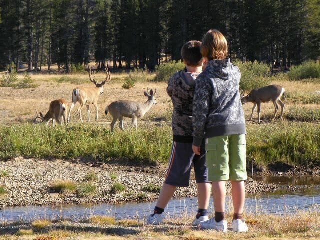 ciervos del parque Nacional de Yosemite