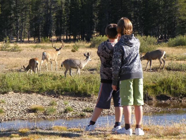 ciervos del parque Nacional de Yosemite