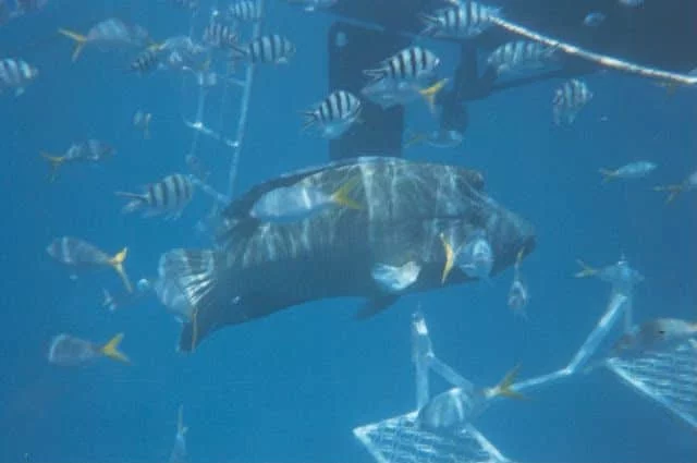 bucear gran barrera australia