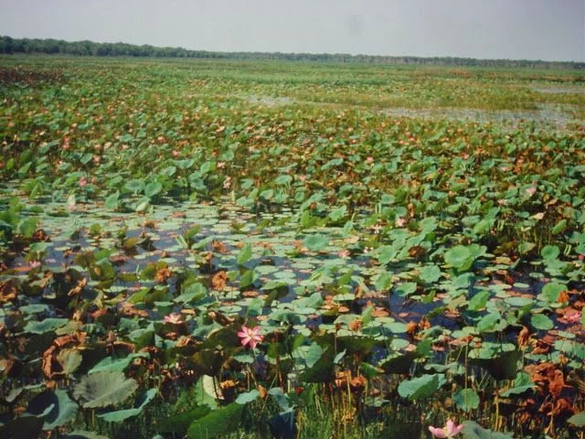 nenúfares australia - visitar el parque kakadu