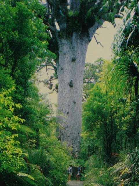 kairoua forest