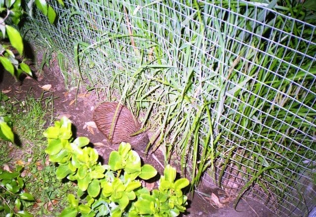 kiwi de Nueva Zelanda