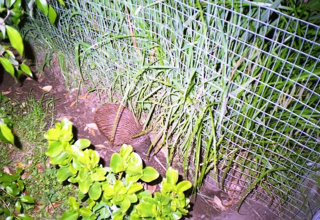 kiwi de Nueva Zelanda