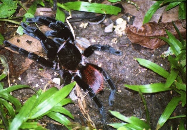araña Guatemala en a la Ruta Maya