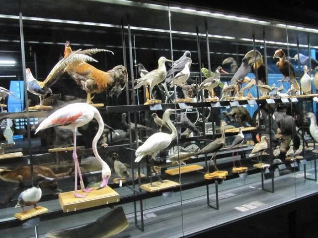pajaros disecados, aves disecadas