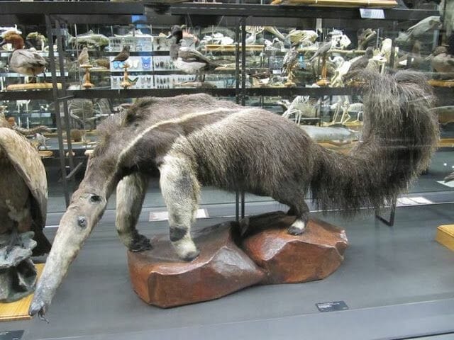 oso hormiguero disecado
