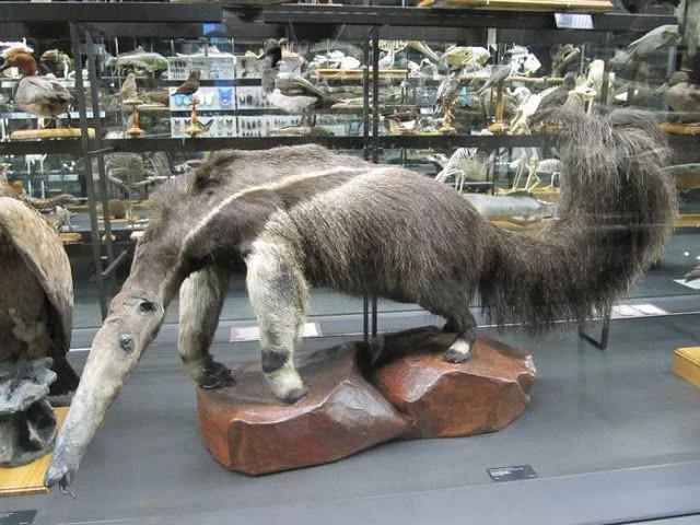 oso hormiguero disecado