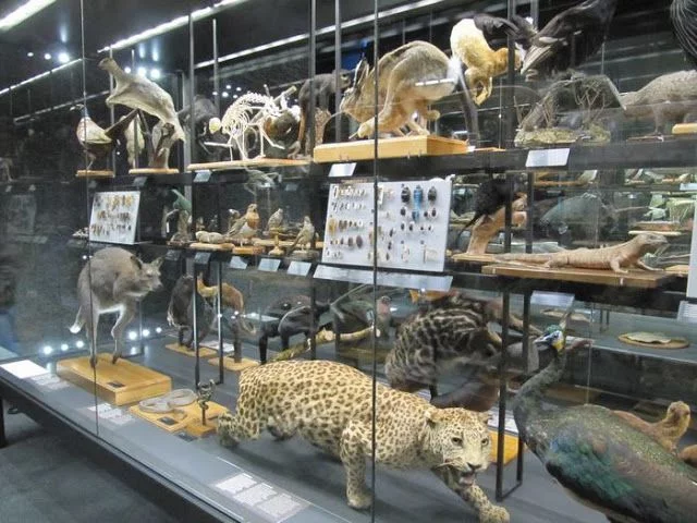leopardo disecado