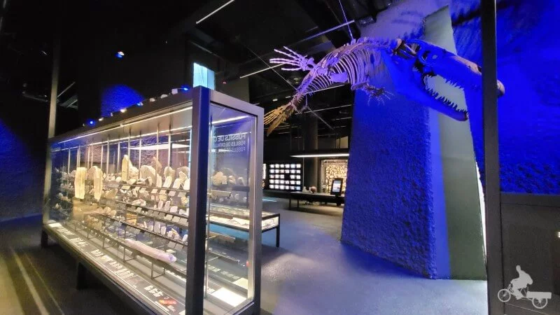 Prognatodon museu blau Barcelona