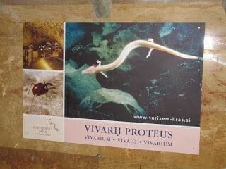 cuevas de Postojna, Proteus anguinus