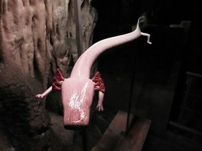 cuevas de Postojna, Proteus anguinus