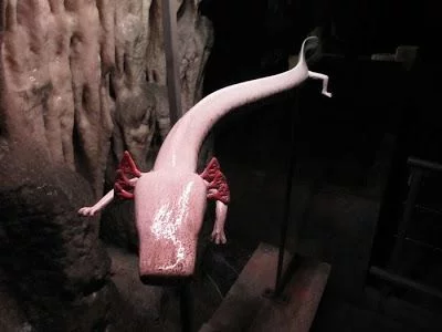 cuevas de Postojna, Proteus anguinus