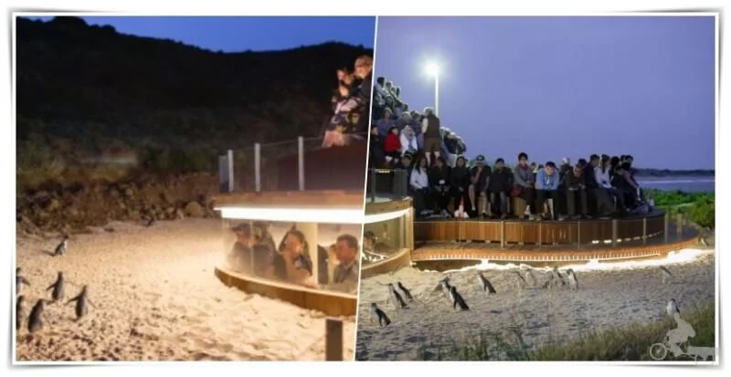 excursion pinguinos philip island