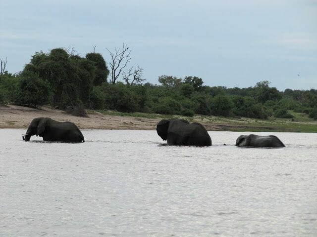 elefantes bebiendo en rio, rio zambezi, chobe, elefantes cruzando rio