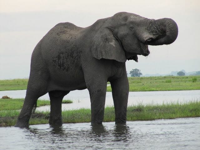 elefantes bebiendo en rio, rio zambezi, chobe