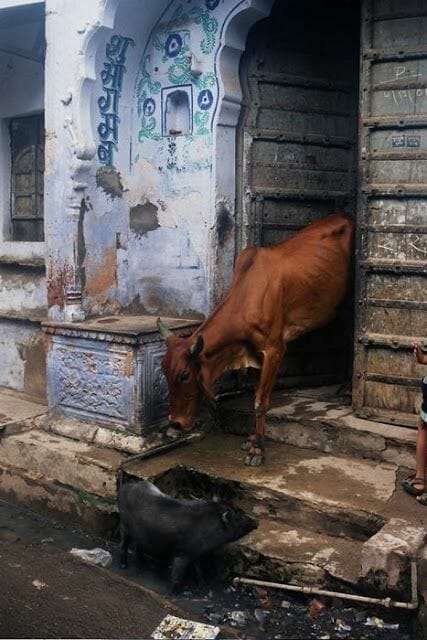 vaca saliendo de casa