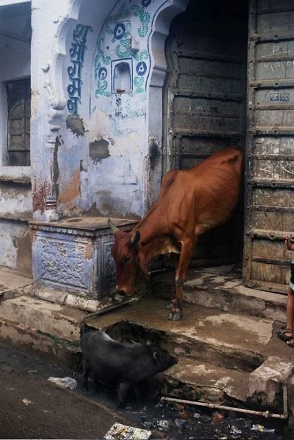vaca saliendo de casa