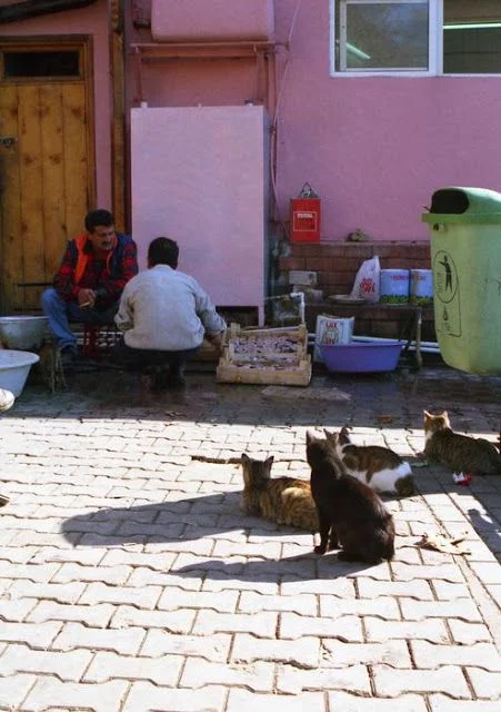 gatos mirando