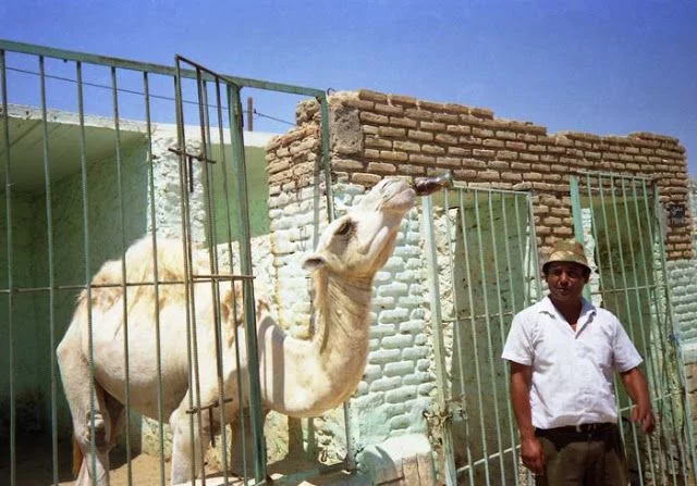 camello