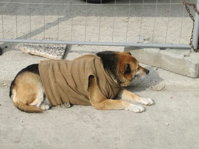 Perro con chaqueta