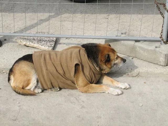 Perro con chaqueta