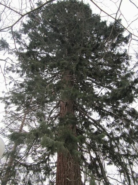 Iglesia de Boyana en Sofía, sequoia