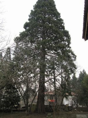 Iglesia de Boyana en Sofía, sequoia