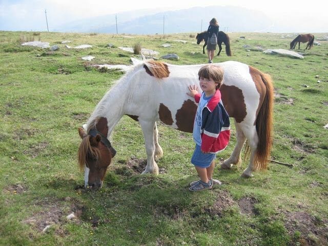 Caballos en libertad típicos del País Vasco.