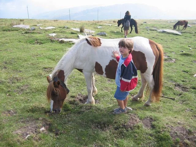 Caballos en libertad típicos del País Vasco.