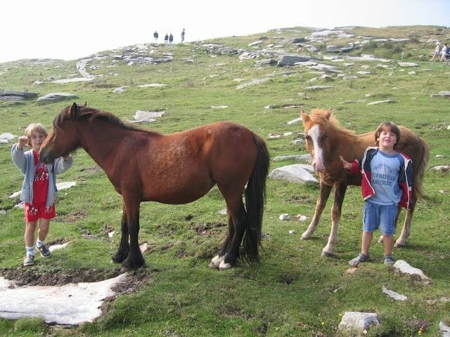 prado con caballos