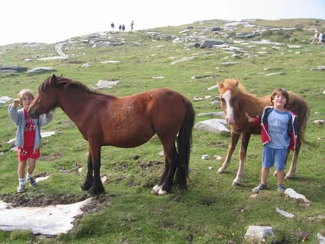 prado con caballos