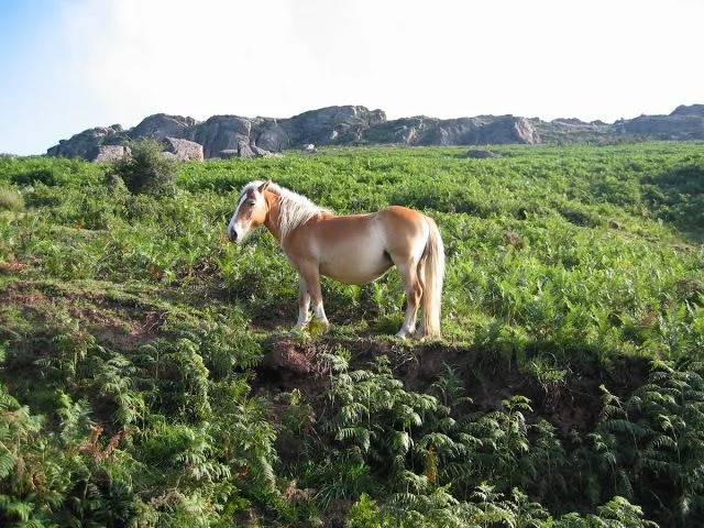 Pottokas: Caballos en libertad típicos del País Vasco.