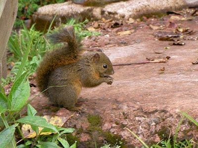 ardilla en volcán Poás