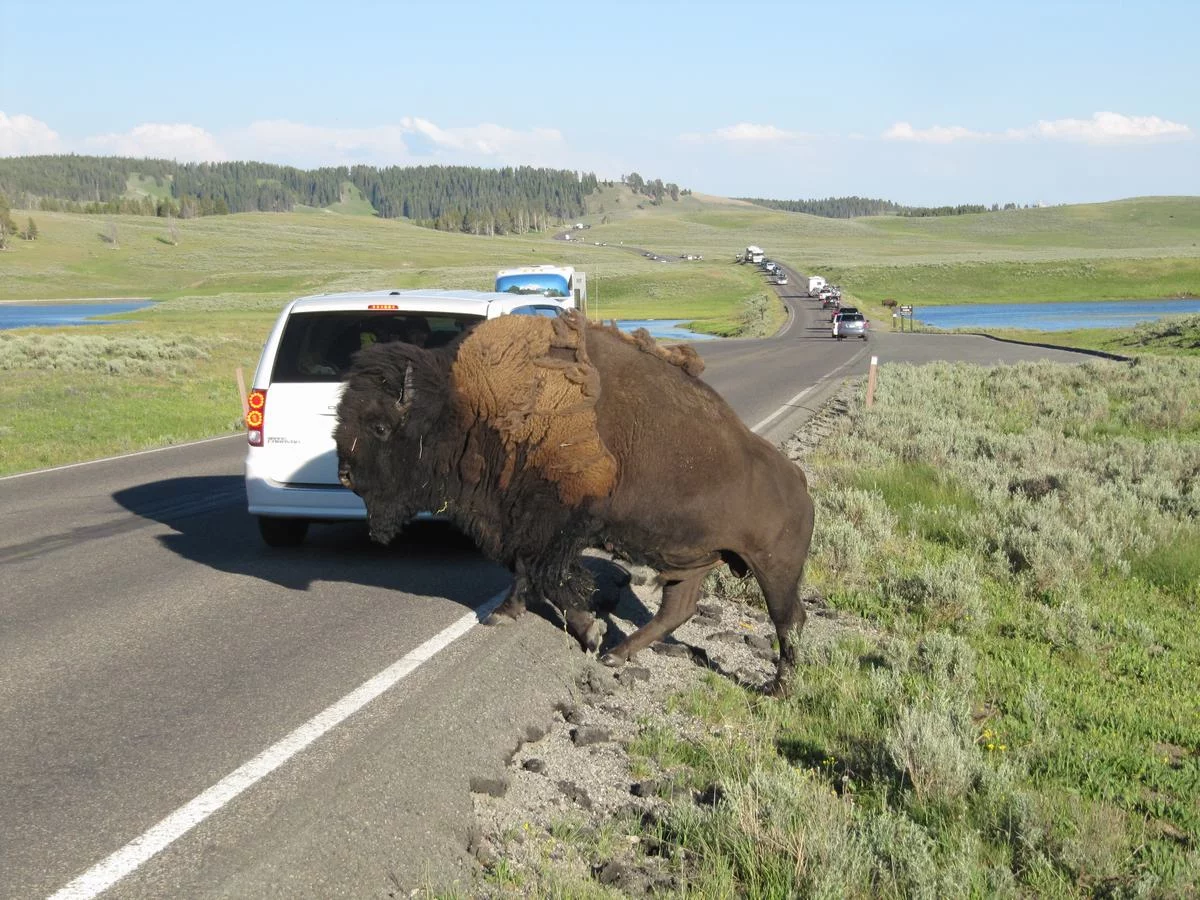 Bisonte en Yellowstone junto a coche – Consejos para viajar a Yellowstone
