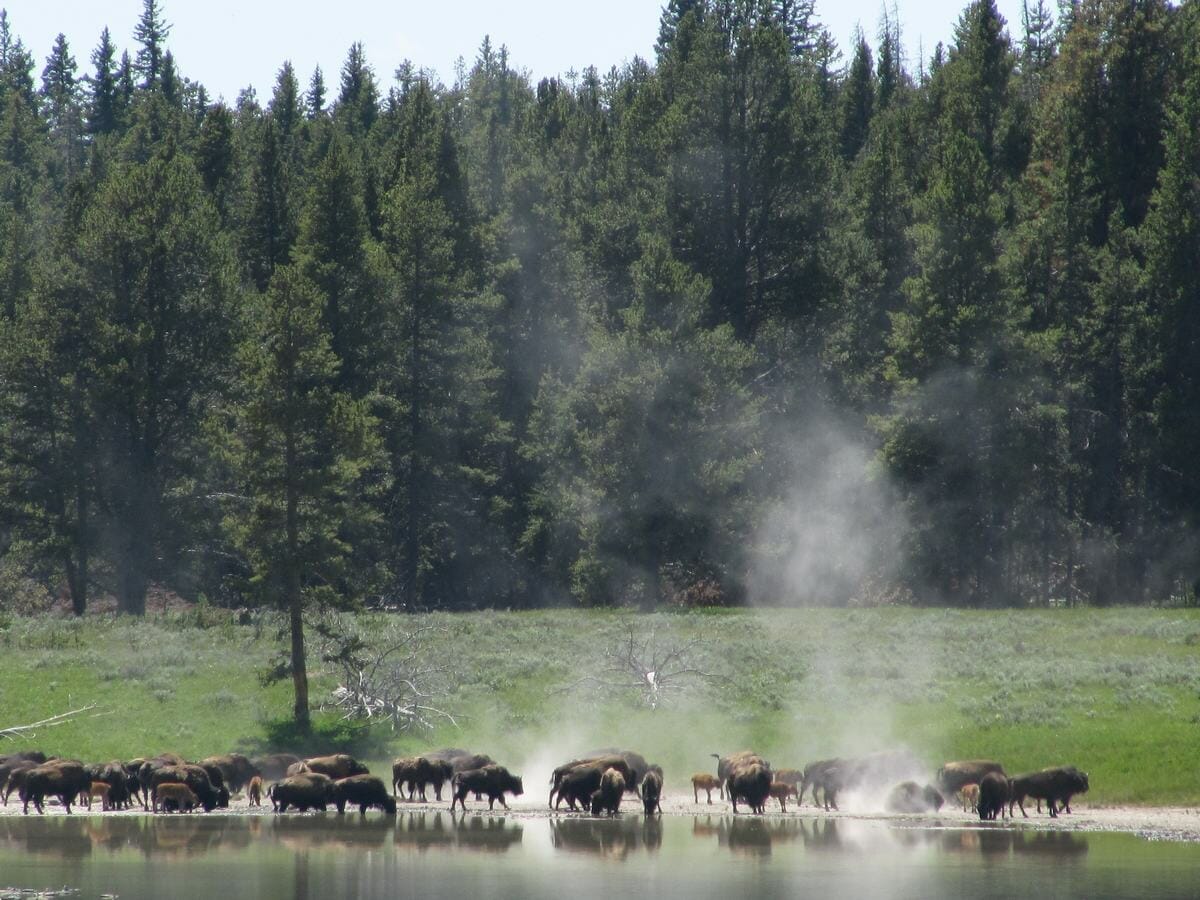 Qué ver en Yellowstone