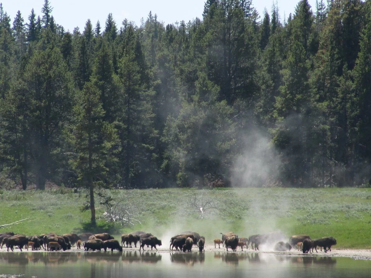 Qué ver en Yellowstone