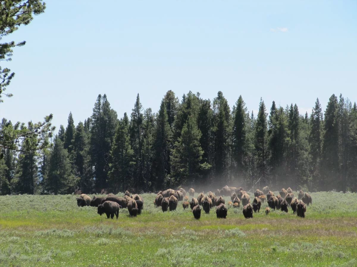 Qué ver en Yellowstone