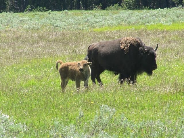 Qué ver en Yellowstone