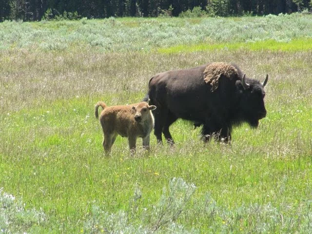 Qué ver en Yellowstone