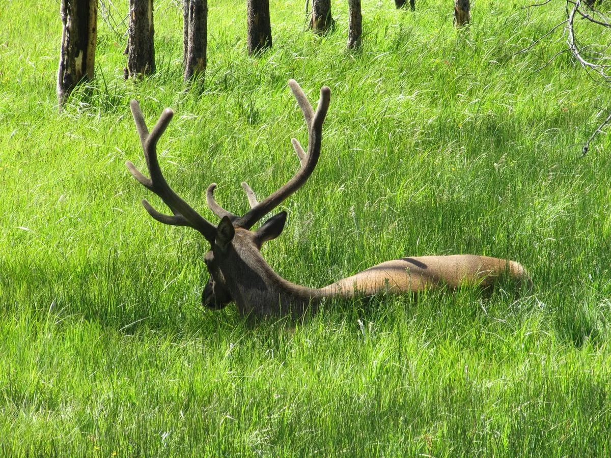 Yellowstone National Park