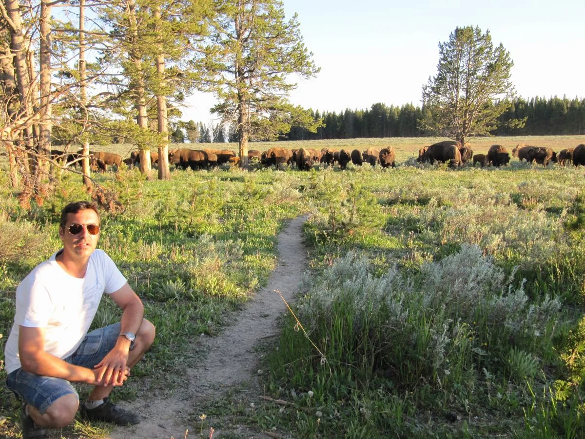 bisontes de Yellowstone