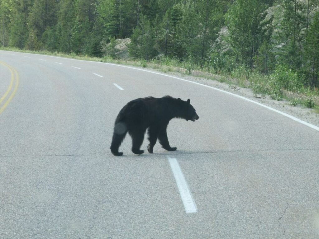 oso negro en parque canadá cruzando la carretera