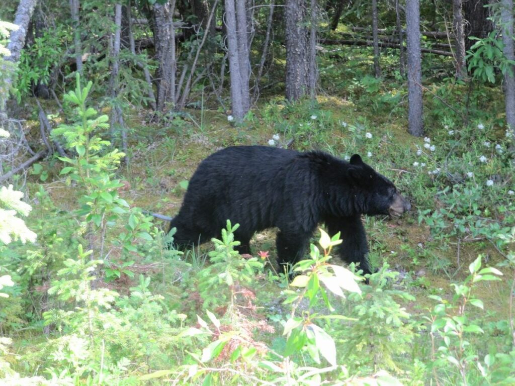 oso negro Canadá en el bosque